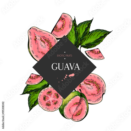 Hand drawn guava whole, sliced, half with leaves in design template. Colored engraved illustration. Square stylish frame composition. Restaurant menu, flyer, banner, poster, exotic fruit summer party