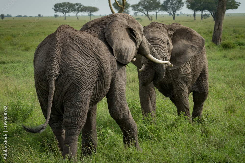 African elephants fighting with trunks on grassland