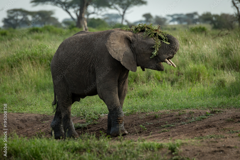 Obraz premium African elephant throwing branches over its head
