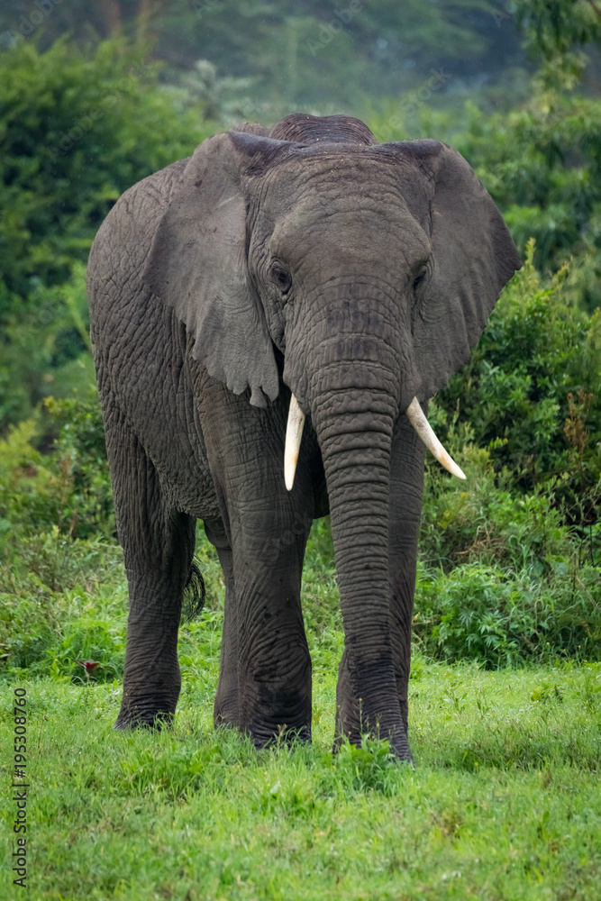 African elephant stands before trees in clearing