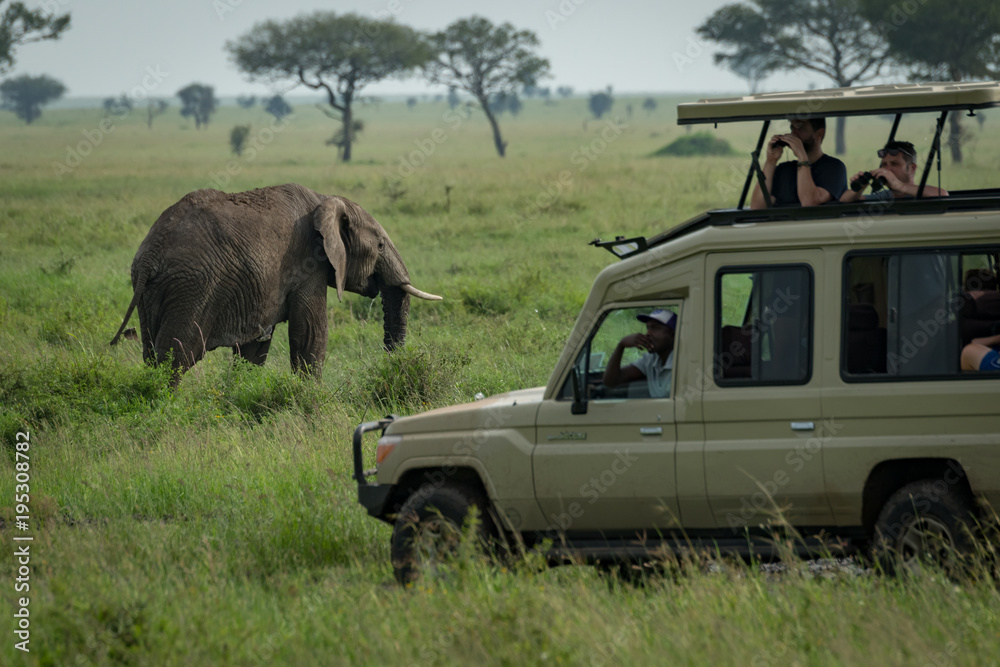 Fototapeta premium African elephant grazes in savannah behind jeep