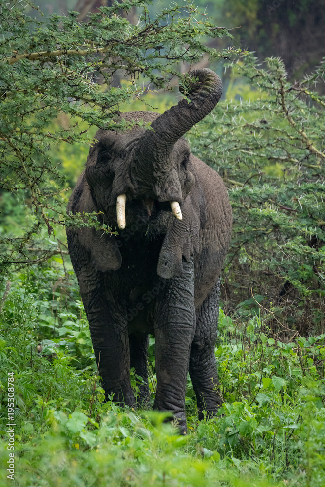 Fototapeta premium African elephant lifting trunk to browse acacia