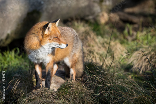 Red Fox Animal © AB Photography