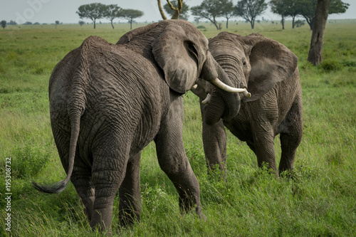 Canvas Print African elephants fighting with trunks on grassland