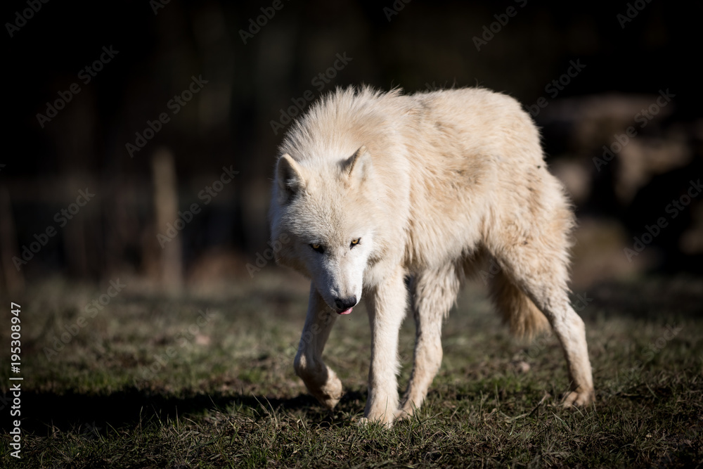 Obraz premium White Wolf Animal