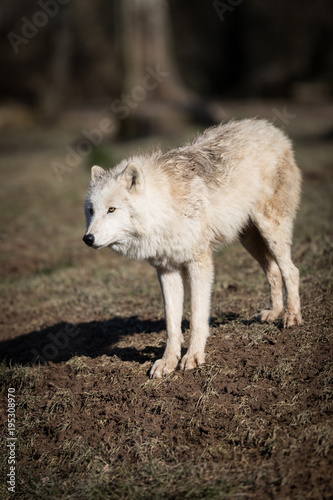 White Wolf Animal