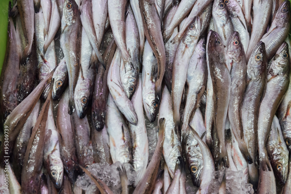 Fresh caught little fish Fresh caught little fish