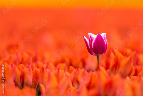 purpurowy-tulipan-wsrod-czerwonych-kuzynow