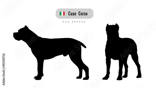 Foto Dog breed Cane Corso