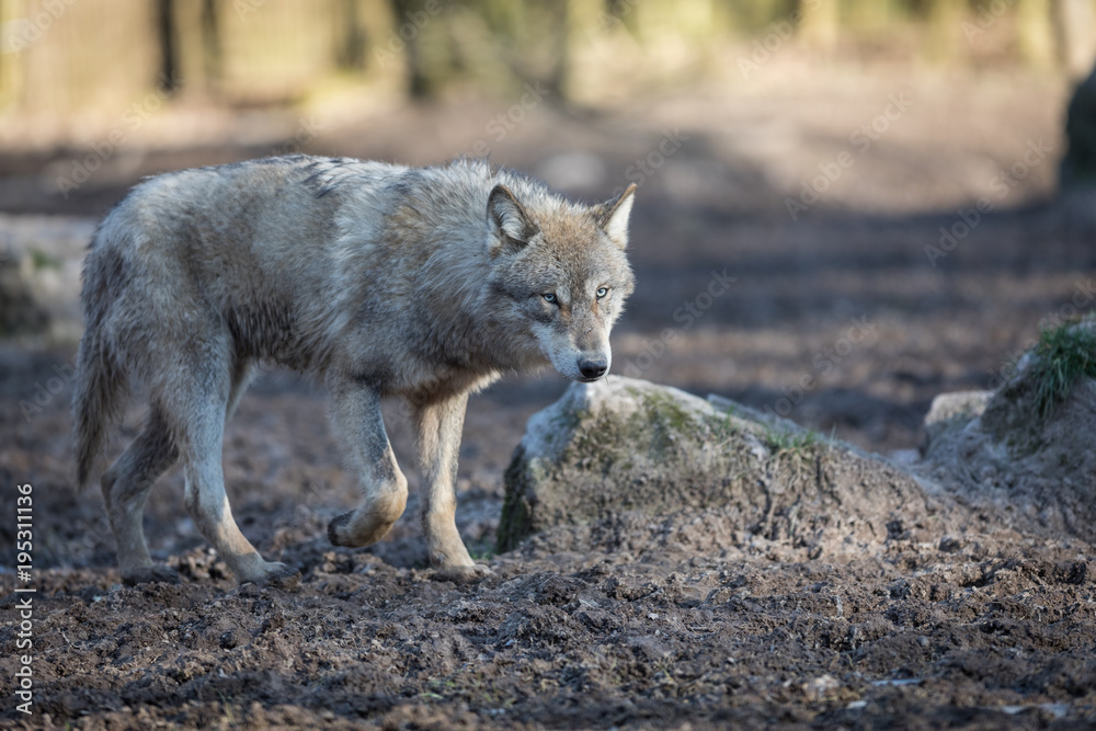 Obraz premium Grey Wolf Animal
