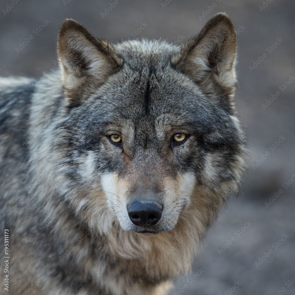 Grey Wolf Animal