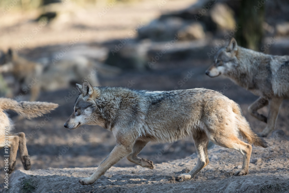 Obraz premium Grey Wolf Animal