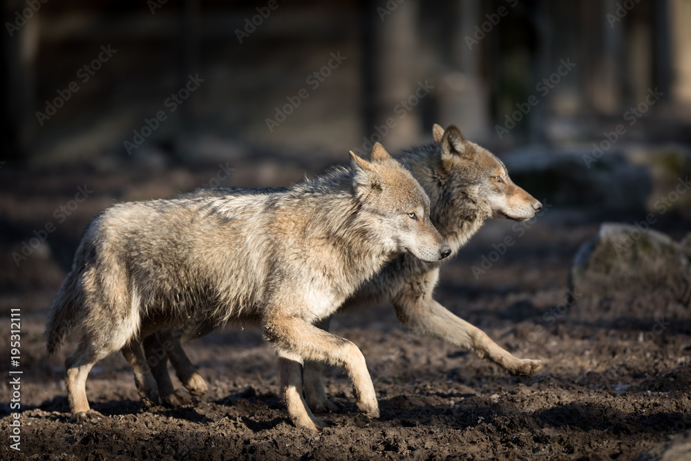 Obraz premium Grey Wolf Animal