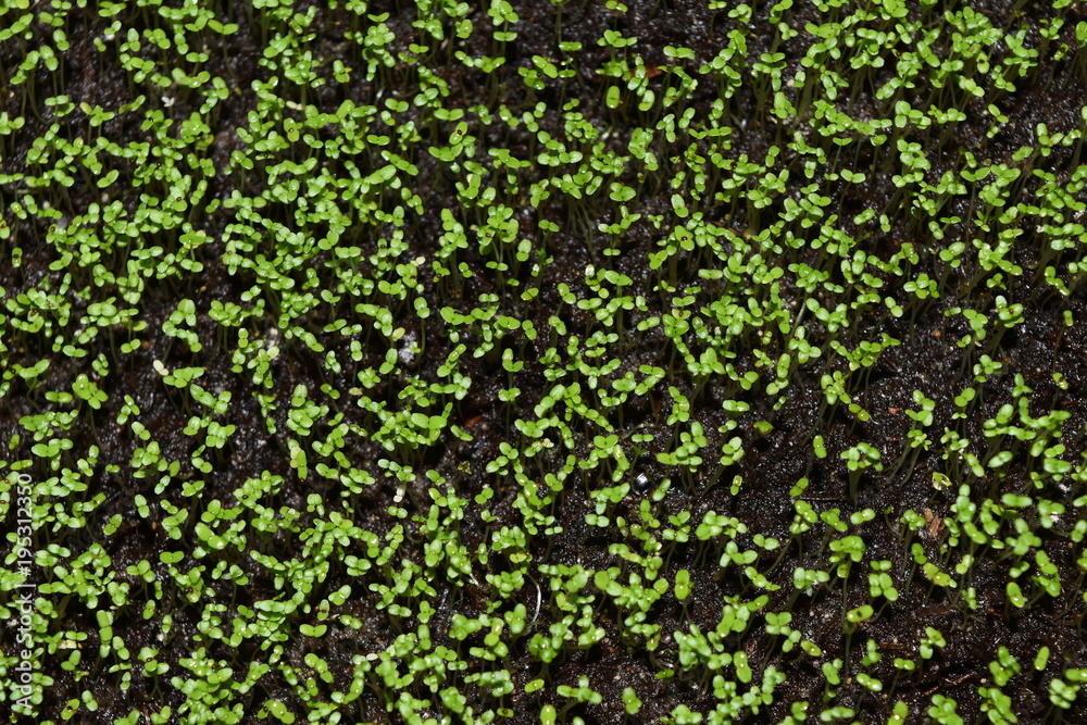 seedlings small green in a pot of lobelia seedlings small green in a pot of lobelia