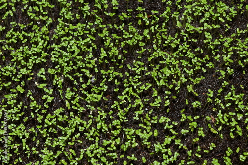 seedlings small green in a pot of lobelia