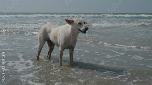 A lone wandering white dog stands on the sand on the coast of the Indian Ocean. 4K photo