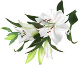 isolated white lily flowers bunch