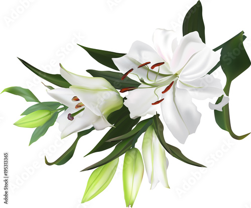 isolated white lily flowers bunch