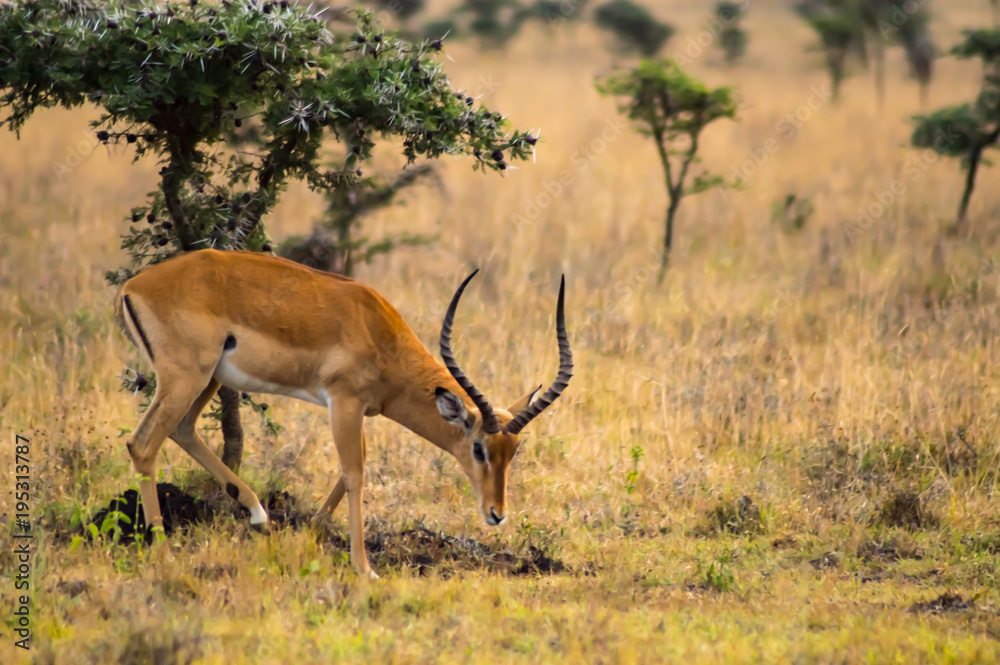 Impala in the savannah scrub of Nairobi Park in Kenya Impala in the savannah scrub of Nairobi Park in Kenya