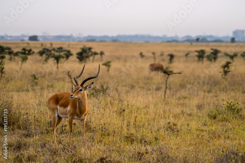 Impala in the savannah scrub of Nairobi Park in Kenya