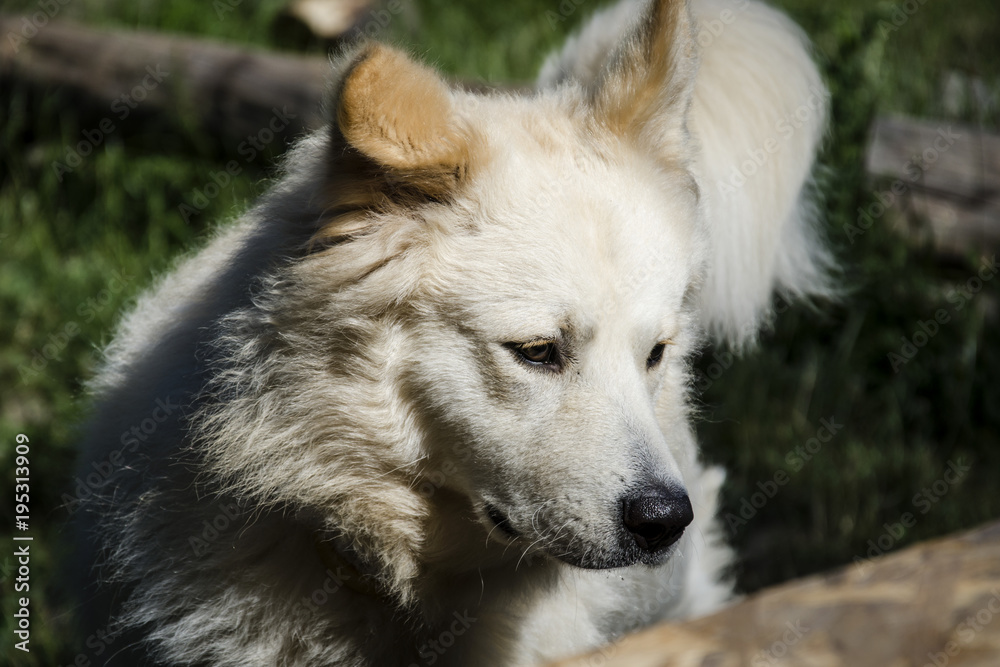 Obraz premium White dog