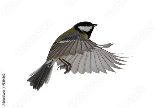 great tit in flight isolated on white © Alexander Potapov