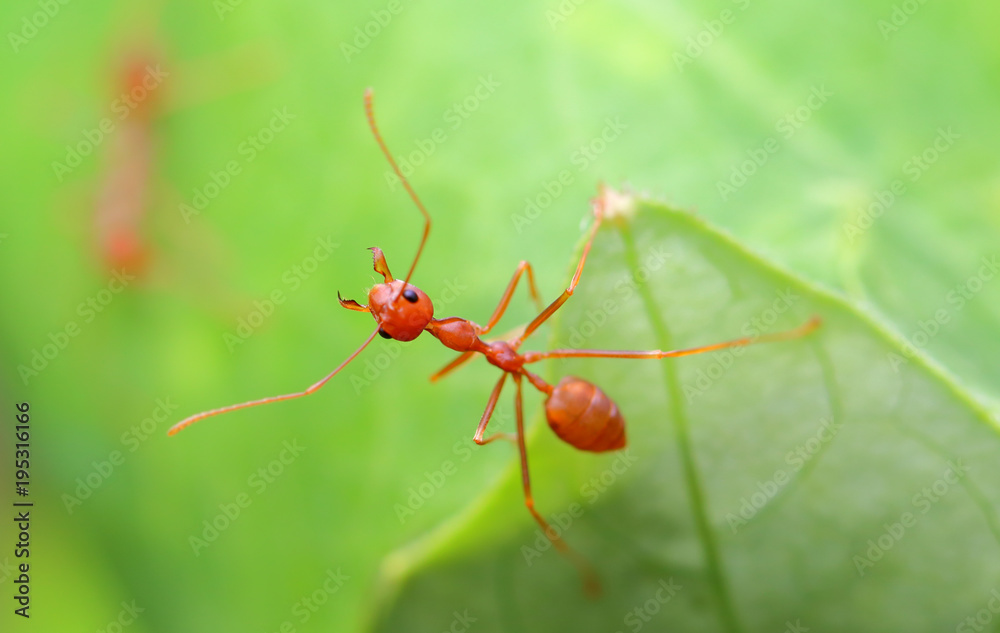 Ants, ant, or ants are easily found in Asia. Because there are everywhere. The animal is orange. Followed by green trees. The ants are grouped together as a community. Ants, ant, or ants are easily found in Asia. Because there are everywhere. The animal is orange. Followed by green trees. The ants are grouped together as a community.