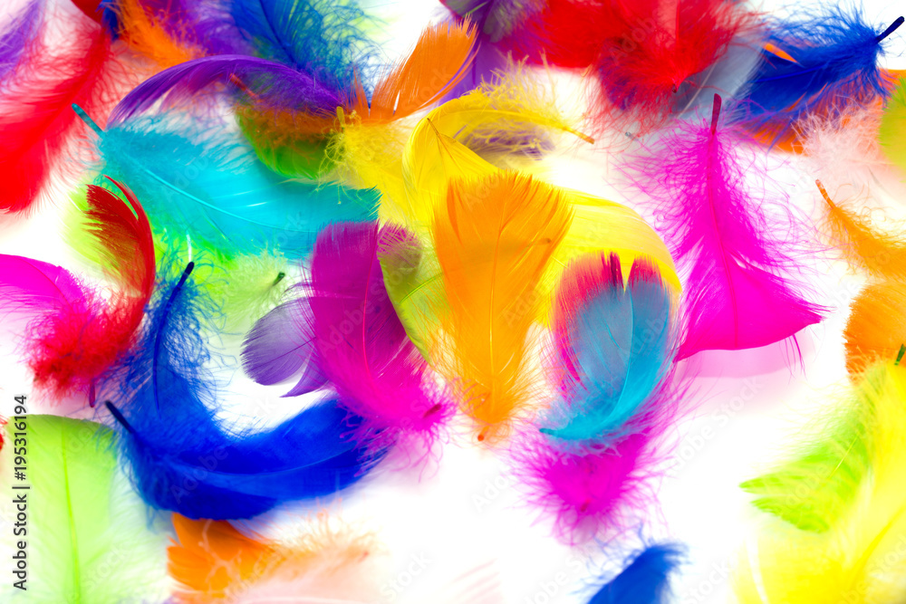 Fototapeta premium Multi-colored feathers on a white background