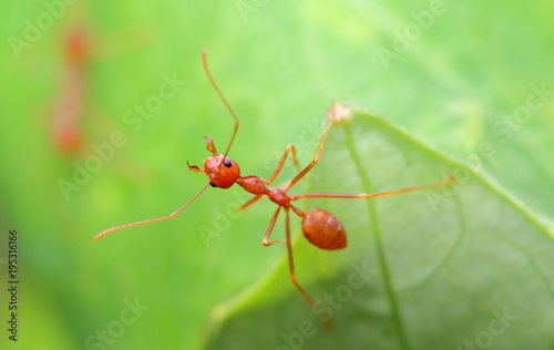 Ants, ant, or ants are easily found in Asia. Because there are everywhere. The animal is orange. Followed by green trees. The ants are grouped together as a community. © Passakorn
