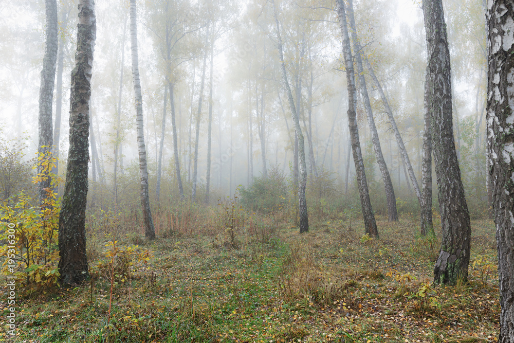 Misty morning in the woods in the fall. Morning, autumn. Birch grove near the city. Misty morning in the woods in the fall. Morning, autumn. Birch grove near the city.