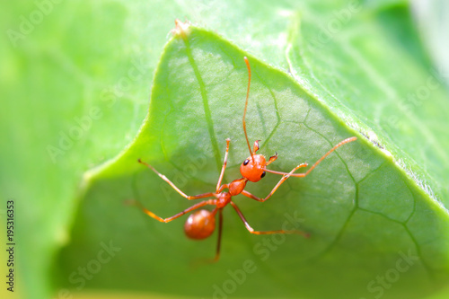 Ants, ant, or ants are easily found in Asia. Because there are everywhere. The animal is orange. Followed by green trees. The ants are grouped together as a community. © Passakorn