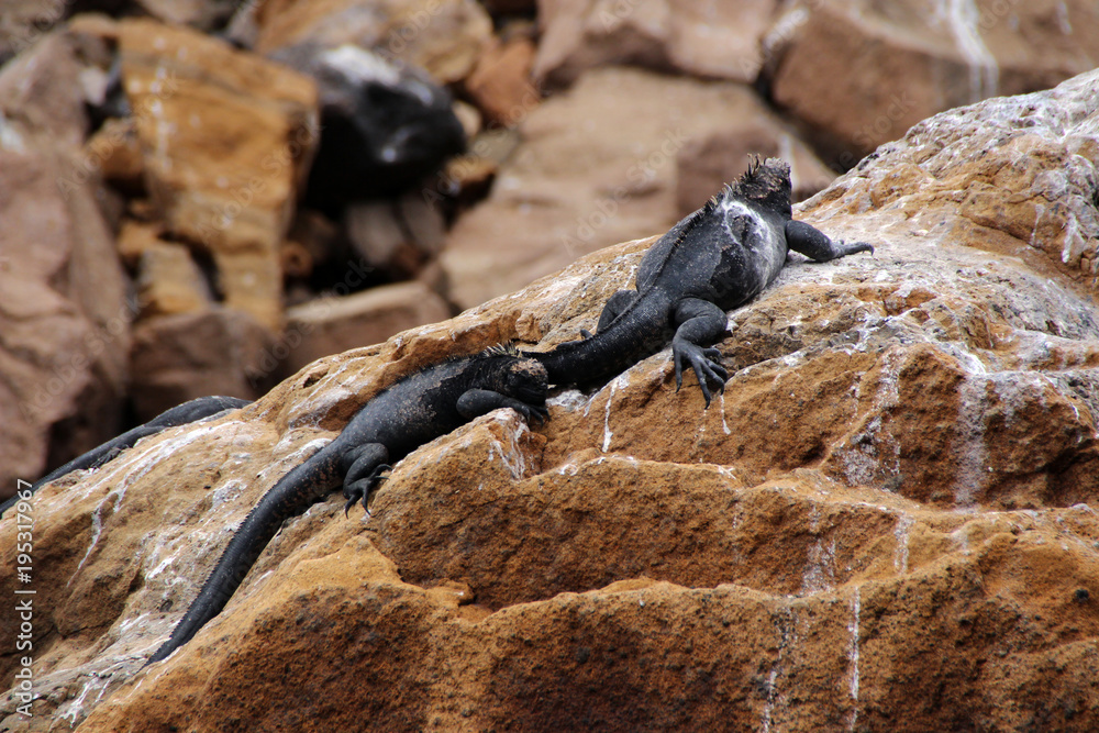 Riesen Echsen auf den Galapagos Inseln Riesen Echsen auf den Galapagos Inseln