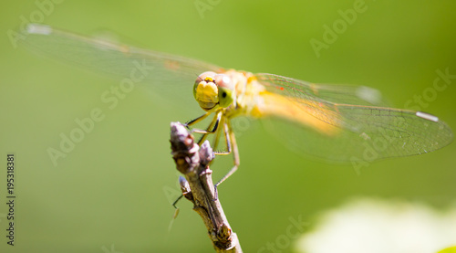 Dragonfly on a branch in the open air