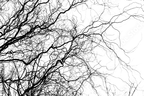 Fotografie, Tablou Naked tree branches on a white background
