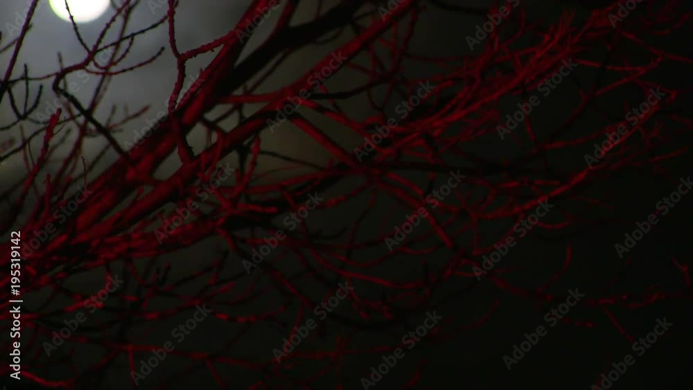 A time-lapse shot of the moon in the background and a leafless tree covered in red light. A time-lapse shot of the moon in the background and a leafless tree covered in red light.