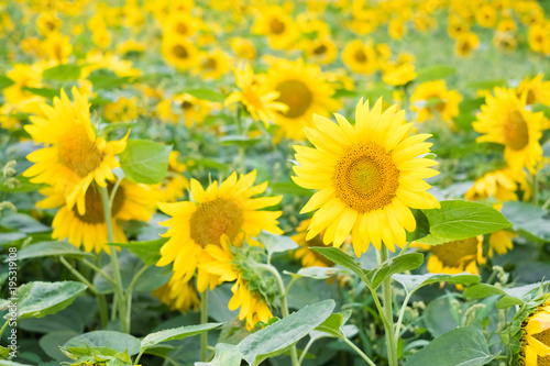 SunFlower Field in Hokkaido