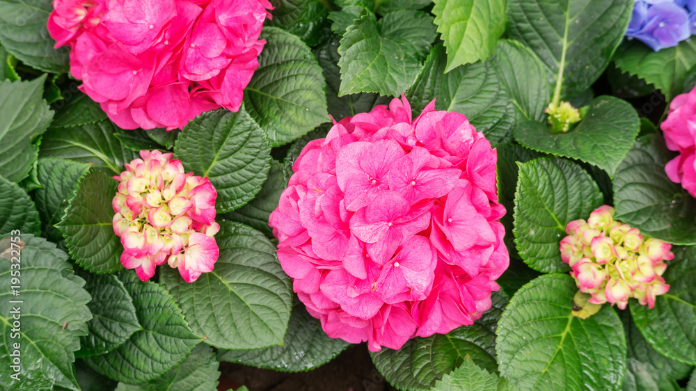 Pink hydrangea flower in a garden. Pink hydrangea flower in a garden.