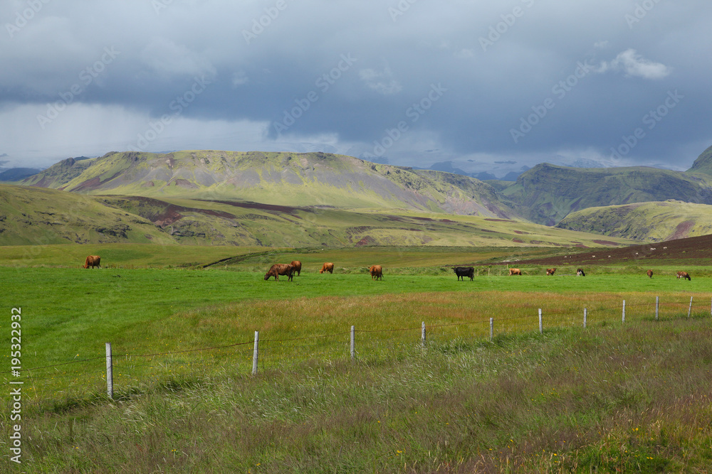 Icelandic view with cows