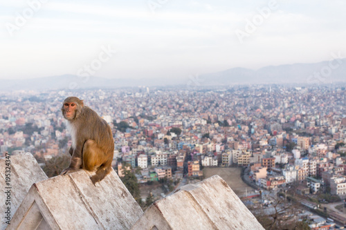 Monkey on a Wall © Martin