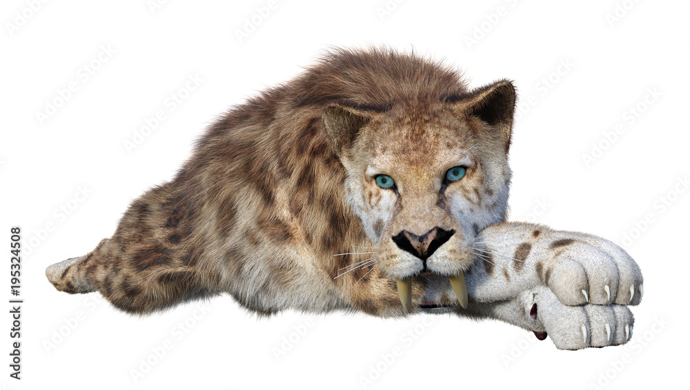 Fototapeta premium 3D Rendering Sabertooth Tiger on White
