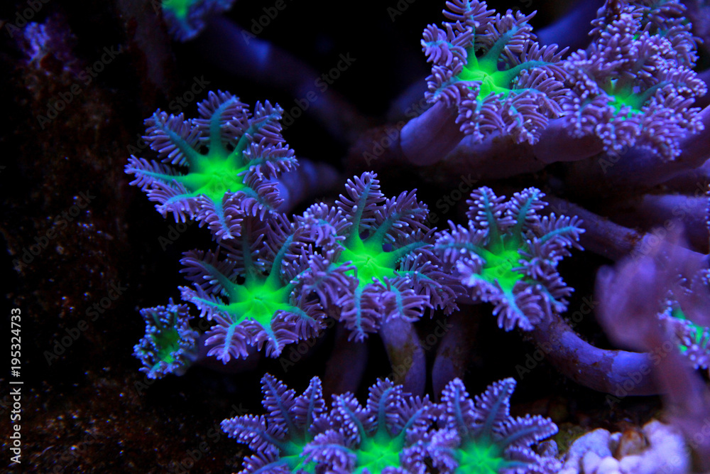 Naklejka premium Clavularia Glove polyps coral