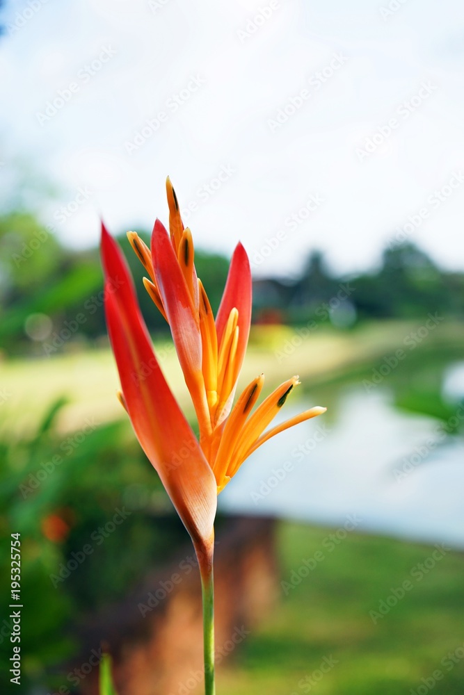 Obraz premium Bird of paradise flower blooming at backyard garden