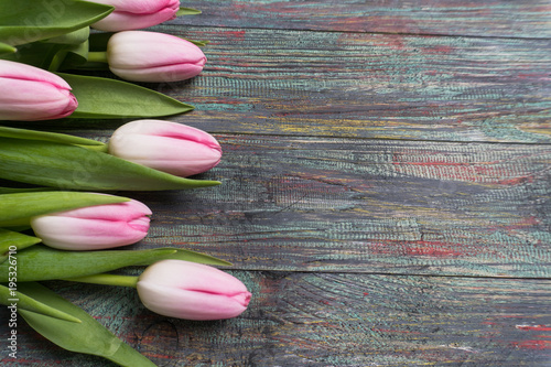 Border of fresh pink spring tulips arranged in a row on rustic multicolor wooden boards. With copy space