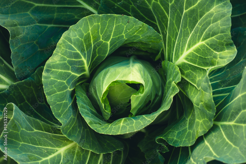 Vegetable Lettuce Green cabbage Fresh green garden cabbage on rustic wooden background Vegetable Lettuce Green cabbage Fresh green garden cabbage on rustic wooden background
