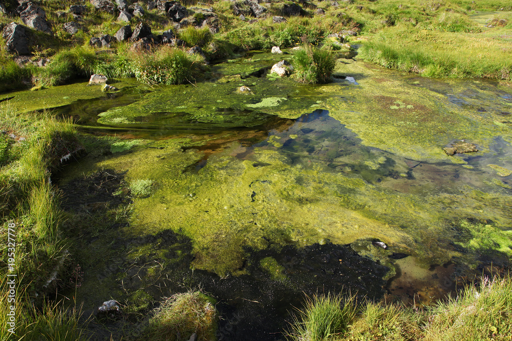 Unusual Iceland alga in hot river