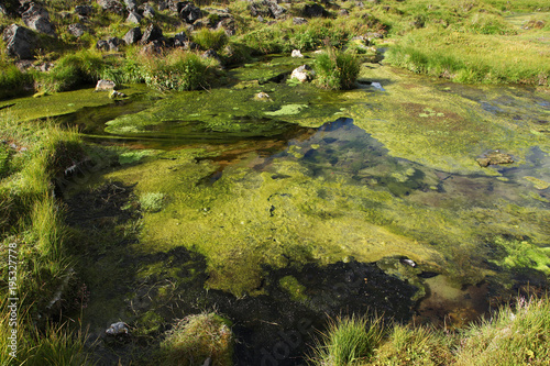 Fototapeta Naklejka Na Ścianę i Meble -  Unusual Iceland alga in hot river