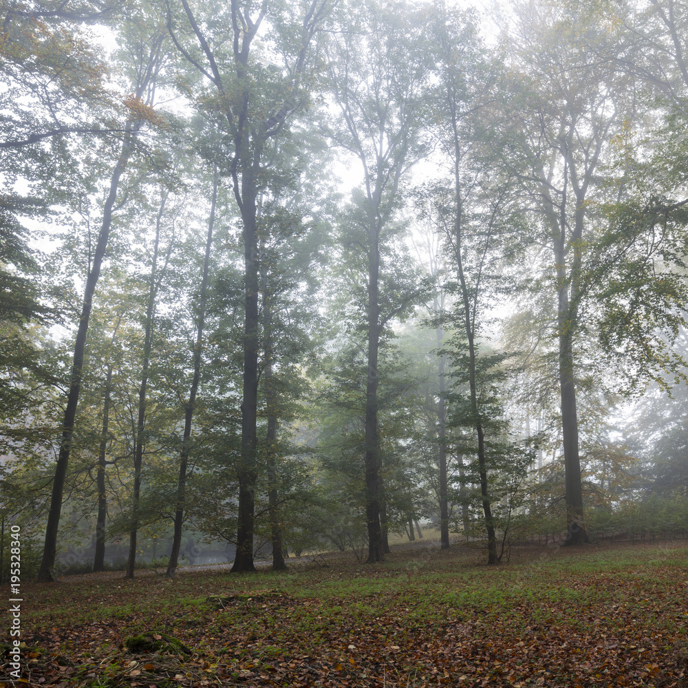 Wald im Nebel, Rombergpark, Dortmund, Nordrhein-Westfalen, Deutschland, Europa Wald im Nebel, Rombergpark, Dortmund, Nordrhein-Westfalen, Deutschland, Europa