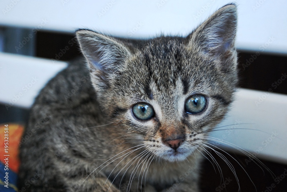 cute little tabby kitten looking in camera - young small cat close up cute little tabby kitten looking in camera - young small cat close up