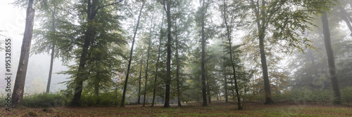 Laubwald im Nebel, Rombergpark, Dortmund, Nordrhein-Westfalen, Deutschland, Europa