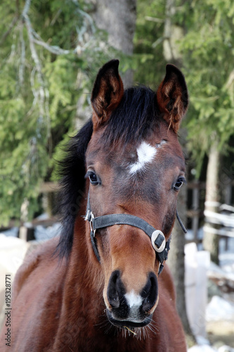 Cute horse outside at March.